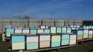 Объединение зимовалой пчелы весной на пасеке