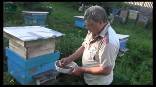 Как собирается пчелами цветочная пыльца