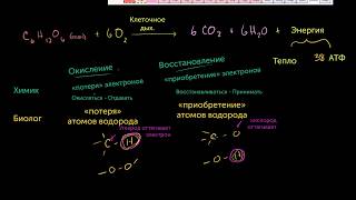 Окисление и восстановление в клеточном дыхании (видео 3) | Клеточное дыхание | Биология