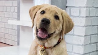 LIVE: Puppy Guide Dog in Training Visits The Dodo