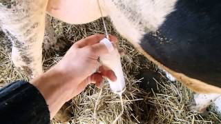 Острый мастит у коров.Опыт комплексной терапии .Acute mastitis in cows.