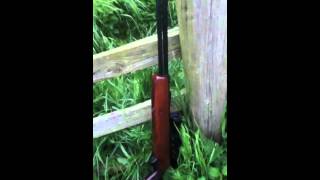 Rabbit shooting