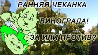 ? Как и когда чеканить виноград. Зелёные операции. Укорачивание побегов винограда.