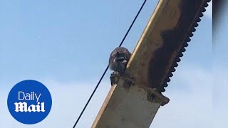 Amazing moment agile raccoon slides down a crane