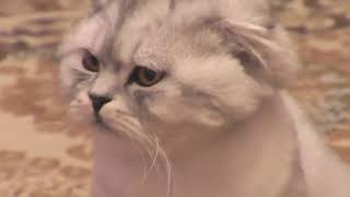 Котёнок, которого невозможно наказать   домашняя обезьянка