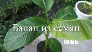 Бананы из семян в домашних условиях