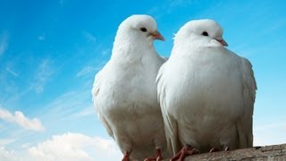 What Is a Dove Like as a Pet? | Pet Bird
