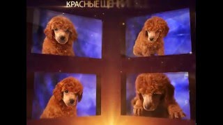 красные щенки