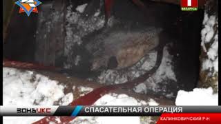 Бык провалился в 5-метровый колодец в Калинковичском районе. Зона Х