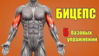 БИЦЕПС. 5 БАЗОВЫХ УПРАЖНЕНИЙ + ОШИБКИ УБИВАЮЩИЕ ПРОГРЕСС!