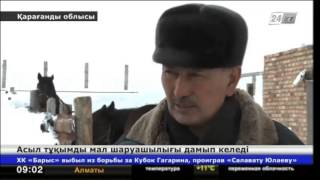 Асыл тұқымды мал шаруашылығы дамып келеді