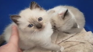 Никаких орхидей! Только ми ми котики??)))