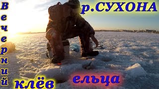Вечерний клёв ельца на реке Сухона...