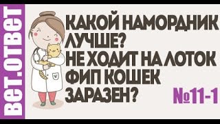 Какой намордник для собаки лучше? ФИП, когда делать кастрацию? ВетОтвет 11-1