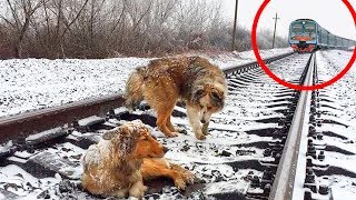 ОН НЕ БРОСИЛ СВОЮ ПОДРУГУ И ЛЕЖАЛ С НЕЙ НА РЕЛЬСАХ ДО КОНЦА! В ЕГО ПРЕДАННОСТЬ СЛОЖНО ПОВЕРИТЬ!