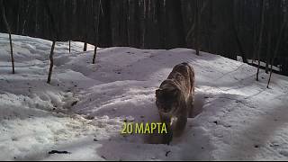 Барсучья жизнь между осенью и  весной