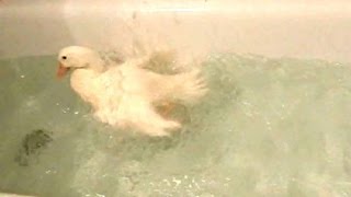 Happy Duck Loves Bath