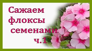 Посадка флоксов многолетних и однолетние  .Флоксы (сеем семена). Drummond Phlox
