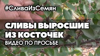 ? Слива выросшая из косточки | Обзор 4-х летних слив и бонус в конце | Видео по просьбе подписчика
