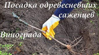 Посадка одревесневших саженцев винограда [ранней весной]