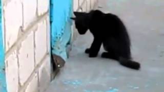 Кот спас собаку.mp4
