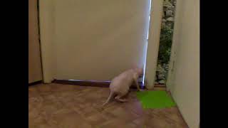 Сфинксы Скрытая камера. Разница поведения кота и кошки. Sphinx hidden camera