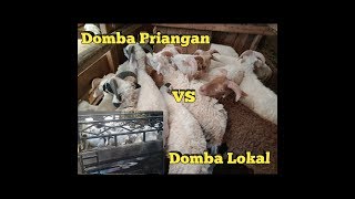 BEDA DOMBA GARUT DAN DOMBA PRIANGAN