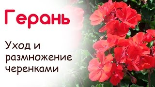 Герань (пеларгония) уход в домашних условиях, размножение черенками