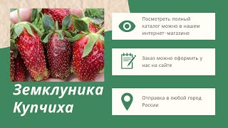 Ягода из сказки. Земклуника Купчиха.