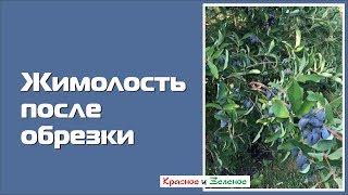 Море ягод на жимолости после правильной обрезки. Убедитесь сами!