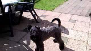 Kerry blue terrier goes mad