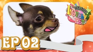 We Are Lovely Pet - "เฉโป ขาโหด!" [Ep.2] 18+ l VRZO