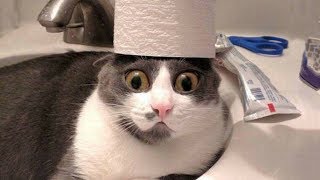 ? Funniest ? Cats and ? Dogs - Awesome Funny Pet Animals Life Video ?