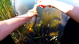 Ловля карпа на донку весной.Рыбалка.Fishing