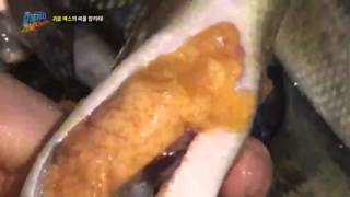 배스의 산란기! 저수지, 과연 안전할까?_채널A_갈데까지가보자 26회