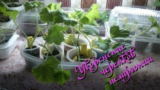 Обрезка и укоренение черенков королевской и зональной пеларгонии осенью