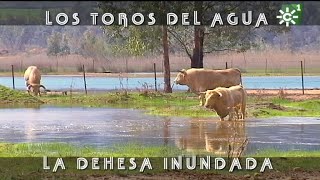 Toros de Prieto de la Cal desde el agua: dehesa inundada bajo la niebla  | Toros desde Andalucía