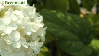 Гортензия Анабель - видео-обзор от Greensad