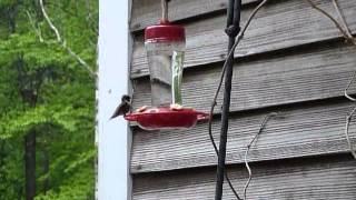 Hummingbirds Mating 2013