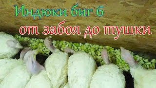 ИНДЮКИ БИГ 6# ЗАБОЙ, ОЩИП, ПОТРОШЕНИЕ БОЛЬШОГО ИНДЮКА!!!!