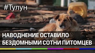 Как в Тулуне спасают животных. Наводнение под Иркутском оставило бездомными сотни питомцев