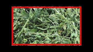 [強力推薦]紫花苜蓿的好處 Alfalfa