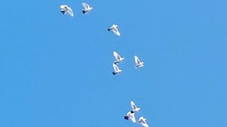 Откуда-то появилась чужая стая голубей.Where did the Alien flock of pigeons come from.