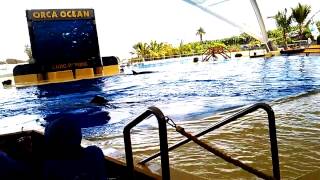 Tenerife Loro Parque - Orca Ocean  Show
