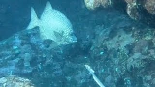 カニすら噛み砕く。最強のクチバシをもつ魚を獲って食う！
