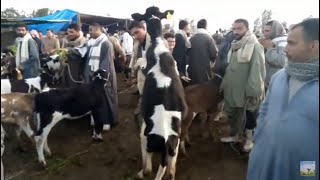 اسعار البقر النتي الصغير المفطوم في سوق المواشي بقطور 24/1/2020