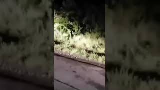 Как кричит тасманский дьявол (сумчатый черт)