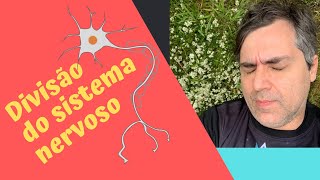 Sistema nervoso e sua organização morfofuncional.