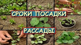 Сроки посева семян и высадки в открытый грунт рассады