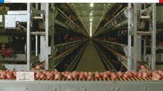 Dây chuyền thu hoạch trứng tự động 700.000 quả/ngày không cần công nhân